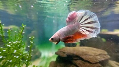 14 Reasons Why Betta Fish Might Not Eat