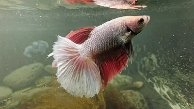 Бойцовая рыбка в аквариуме с грязной водой.