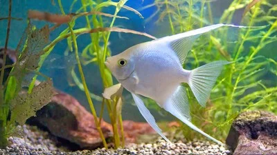Platinum angelfish inside an aquarium.