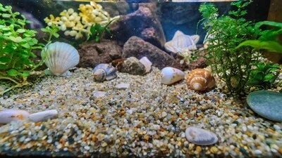 Fine gravel with small shells at the bottom of the aquarium.