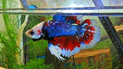 Best Betta Fish Food: The Ultimate Nutrition Guide!