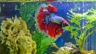 Betta fish with red fins in an aquarium.
