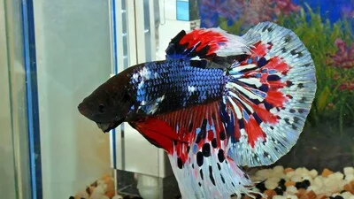 Мозаичная бойцовая рыбка в аквариуме.