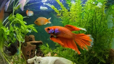 Красная бойцовая рыбка в аквариуме.
