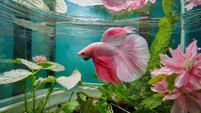 Betta fish in a small tank.