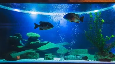 Средняя рыба в среднем аквариуме.