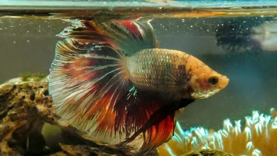 Old betta fish before death.