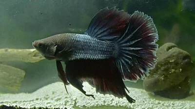 Dark-gray Betta fish.