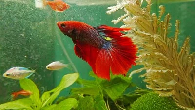 Красная бойцовая рыбка в аквариуме.