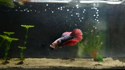 Unhealthy betta fish with new tank syndrome.