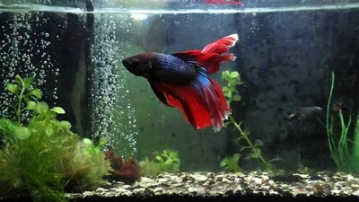 Tired betta fish with new tank syndrome.