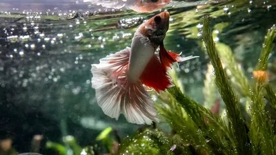 Understanding Betta Fish Swim Bladder Disease: Causes and Symptoms!