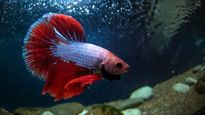 Blue and red betta fish in the tank.