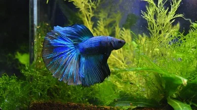 Голубая бойцовая рыбка в аквариуме.