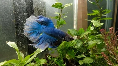 Blue betta fish with white tail in the water.