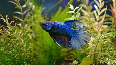 Синяя бойцовая рыбка в воде.