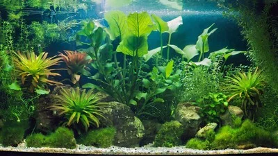 An aquarium with a lot of plants.