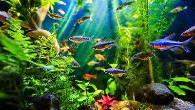 Много рыб внутри аквариума с растениями.