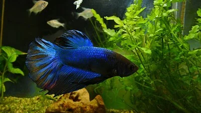 Сине-черная бойцовая рыбка в аквариуме.