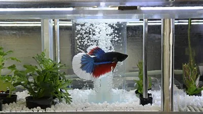 Betta fish in a big aquarium with a filtration system.