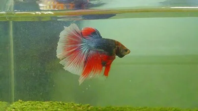 Betta fish in a dirty aquarium without a filter.