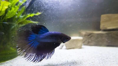 Blue betta fish in the filterless aquarium.