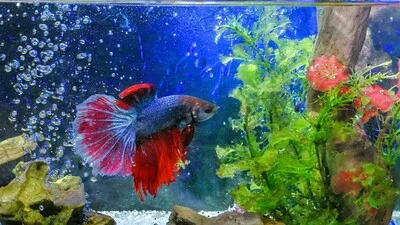 Beautiful tank with filtration system for betta fish.