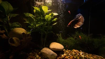 Бойцовая рыбка в тусклом аквариуме.