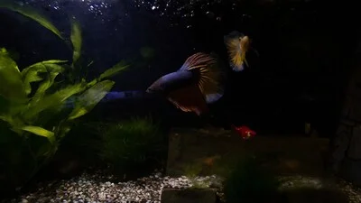 Dark aquarium with betta fish.