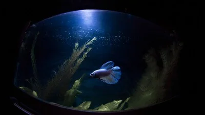 Белая бетта-рыба в большом темном аквариуме.