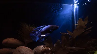 Betta fish under a ray of light in a dark aquarium.