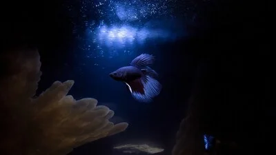 Alone blue betta fish in the dark aquarium.