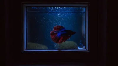 Рыбка Бетта в настенном аквариуме ночью.
