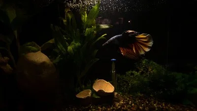 Силуэт бойцовой рыбки в темном аквариуме.