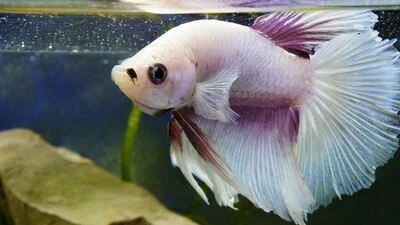 Белая бойцовая рыбка с большими опухшими глазами (мутные глаза).