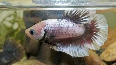 Sick and colorless betta fish with swollen eyes.