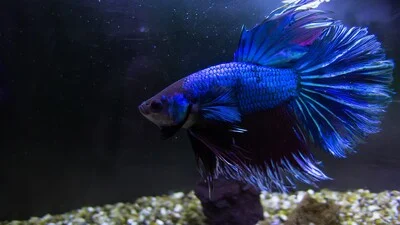 Blue crowntail betta fish with massive fins.