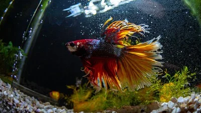 Crowntail betta fish with long fins.
