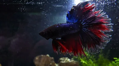 Eclipse color crowntail betta fish.