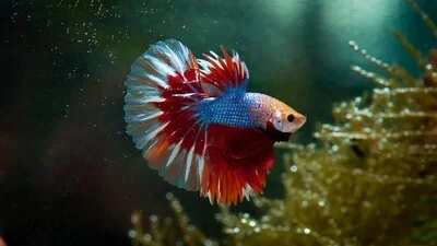 White-red crowntail betta fish.