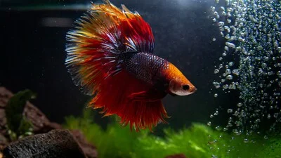 Close-up view of crowntail betta fish.