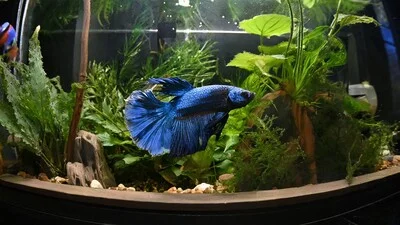 How Long Can Betta Fish Go Without Food?