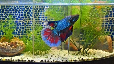 Blue-reddish betta fish in an aquarium along with plants.