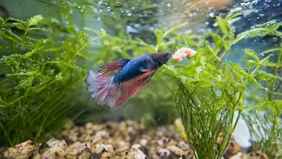 A bluish betta fish eats food inside an aquarium.