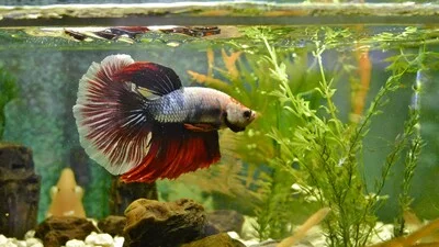 Betta fish in an aquarium.