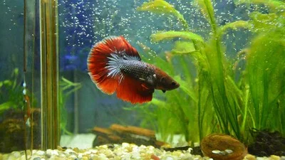 Reddish Betta fish in an aquarium.