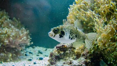 How to Keep Pufferfish as Pets, Pufferfish (Diodon holocanthus) in aquarium.