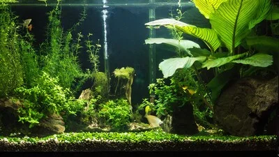 Clear and minimalistic tank (50-gallons) with attractive decorations.