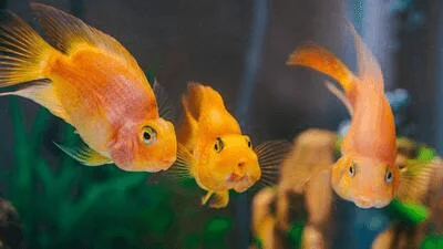 Three friendly Golden fish in the tank.