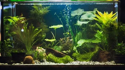 How to Setup Aquarium - Complete Guide!